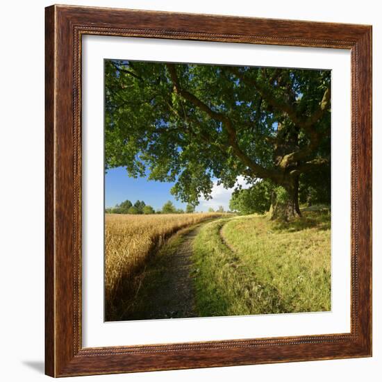 Massive Old Oak in the Field Edge, WŸnschendorf, Thuringia, Germany-Andreas Vitting-Framed Photographic Print