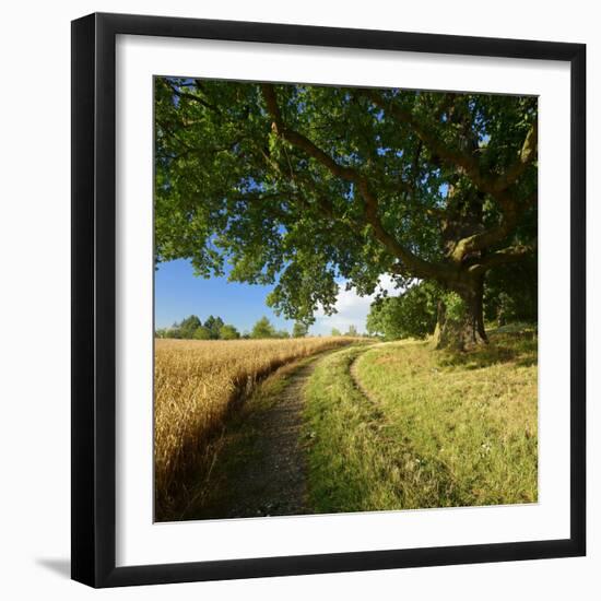 Massive Old Oak in the Field Edge, WŸnschendorf, Thuringia, Germany-Andreas Vitting-Framed Photographic Print