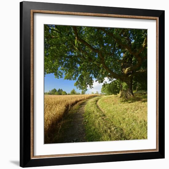 Massive Old Oak in the Field Edge, WŸnschendorf, Thuringia, Germany-Andreas Vitting-Framed Photographic Print