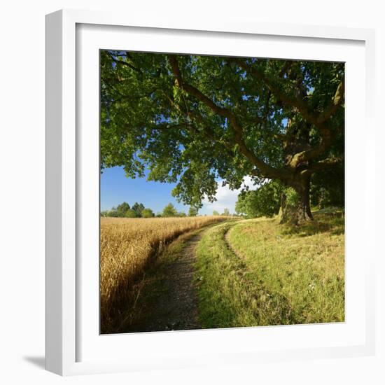 Massive Old Oak in the Field Edge, WŸnschendorf, Thuringia, Germany-Andreas Vitting-Framed Photographic Print