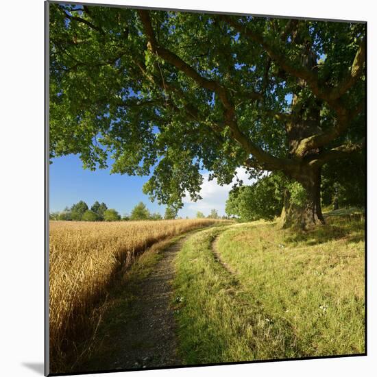 Massive Old Oak in the Field Edge, WŸnschendorf, Thuringia, Germany-Andreas Vitting-Mounted Photographic Print