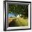 Massive Old Oak in the Field Edge, WŸnschendorf, Thuringia, Germany-Andreas Vitting-Framed Photographic Print