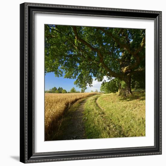 Massive Old Oak in the Field Edge, WŸnschendorf, Thuringia, Germany-Andreas Vitting-Framed Photographic Print