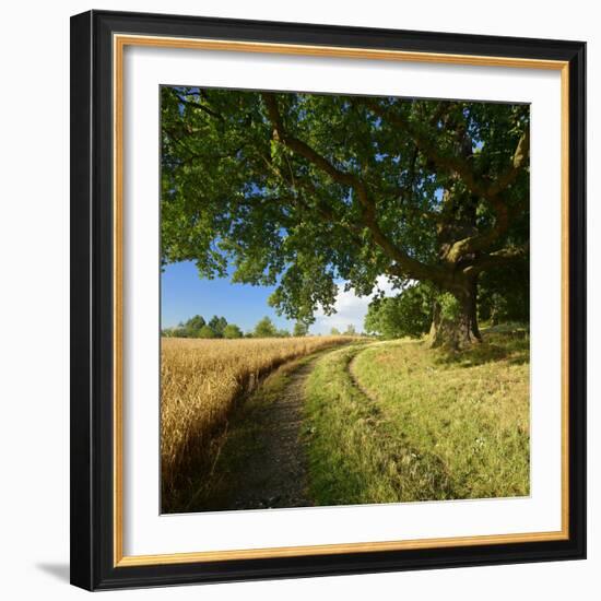 Massive Old Oak in the Field Edge, WŸnschendorf, Thuringia, Germany-Andreas Vitting-Framed Photographic Print