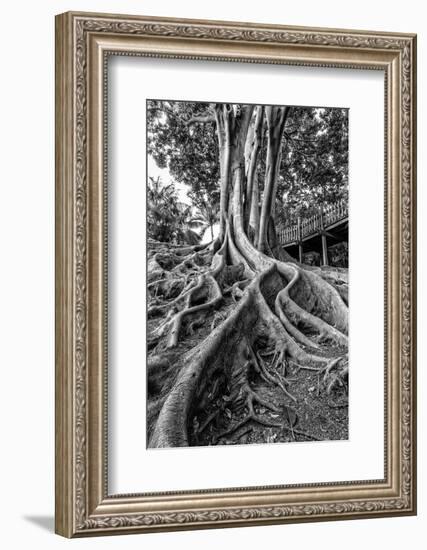 Massive Rubber Tree Roots at Balboa Park in San Diego, Ca-Andrew Shoemaker-Framed Photographic Print