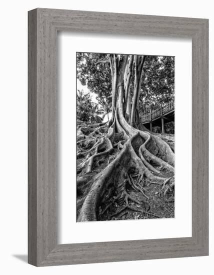 Massive Rubber Tree Roots at Balboa Park in San Diego, Ca-Andrew Shoemaker-Framed Photographic Print