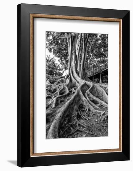 Massive Rubber Tree Roots at Balboa Park in San Diego, Ca-Andrew Shoemaker-Framed Photographic Print