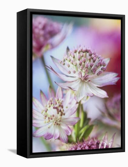 Masterwort (Astrantia Major Rubra, Close-Up)-Linda Burgess-Framed Premier Image Canvas