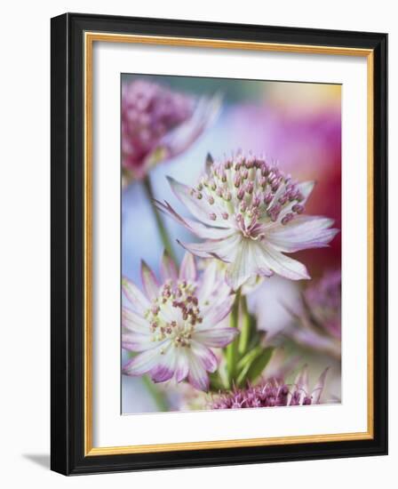 Masterwort (Astrantia Major Rubra, Close-Up)-Linda Burgess-Framed Photographic Print