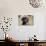 Mastiff puppy looking at you, California, USA-Zandria Muench Beraldo-Photographic Print displayed on a wall