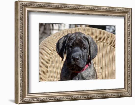 Mastiff puppy looking at you, California, USA-Zandria Muench Beraldo-Framed Photographic Print