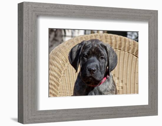 Mastiff puppy looking at you, California, USA-Zandria Muench Beraldo-Framed Photographic Print