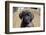 Mastiff puppy looking at you, California, USA-Zandria Muench Beraldo-Framed Photographic Print