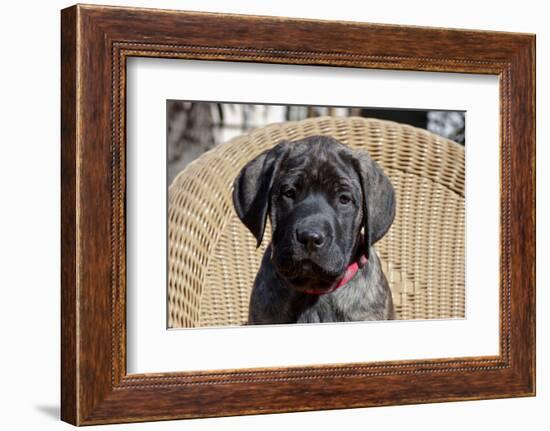 Mastiff puppy looking at you, California, USA-Zandria Muench Beraldo-Framed Photographic Print