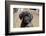 Mastiff puppy looking at you, California, USA-Zandria Muench Beraldo-Framed Photographic Print