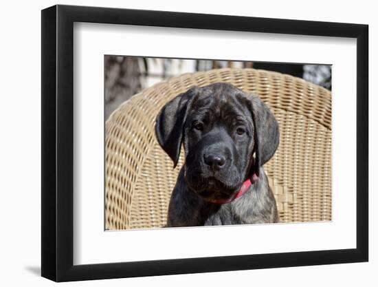 Mastiff puppy looking at you, California, USA-Zandria Muench Beraldo-Framed Photographic Print