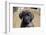 Mastiff puppy looking at you, California, USA-Zandria Muench Beraldo-Framed Photographic Print