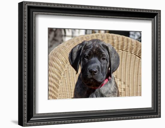 Mastiff puppy looking at you, California, USA-Zandria Muench Beraldo-Framed Photographic Print