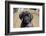 Mastiff puppy looking at you, California, USA-Zandria Muench Beraldo-Framed Photographic Print