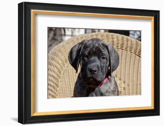 Mastiff puppy looking at you, California, USA-Zandria Muench Beraldo-Framed Photographic Print