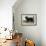 Mastiff-Vero Shaw-Framed Art Print displayed on a wall