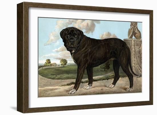 Mastiff-Vero Shaw-Framed Art Print