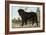 Mastiff-Vero Shaw-Framed Art Print