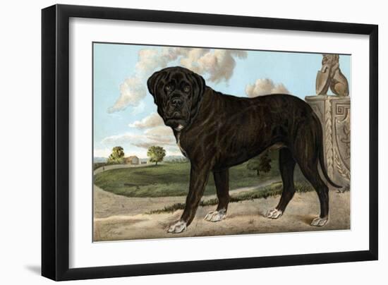 Mastiff-Vero Shaw-Framed Art Print