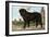 Mastiff-Vero Shaw-Framed Art Print