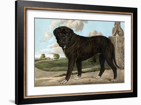 Mastiff-Vero Shaw-Framed Art Print