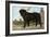 Mastiff-Vero Shaw-Framed Art Print