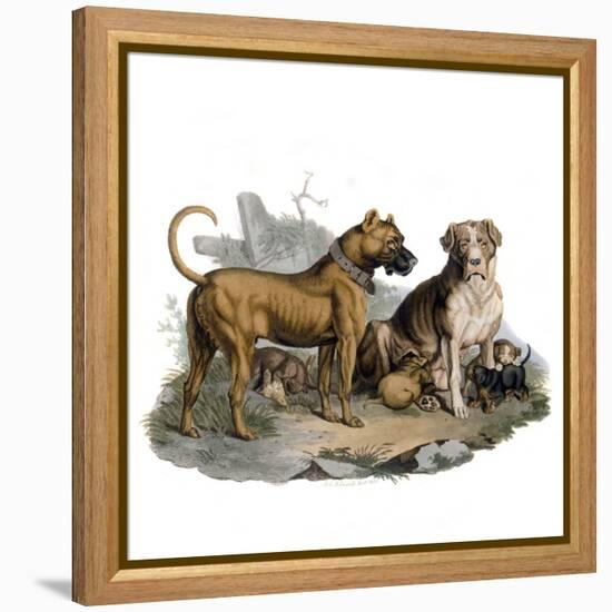 Mastiffs and Puppies-null-Framed Stretched Canvas