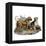 Mastiffs and Puppies-null-Framed Stretched Canvas