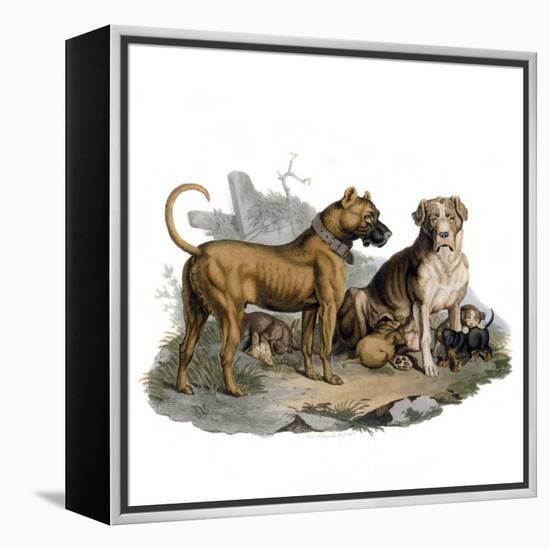 Mastiffs and Puppies-null-Framed Stretched Canvas