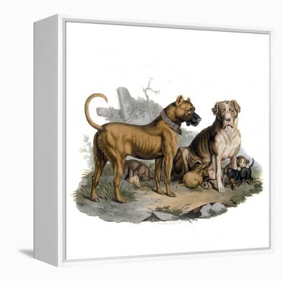 Mastiffs and Puppies-null-Framed Stretched Canvas