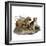 Mastiffs and Puppies-null-Framed Premium Giclee Print