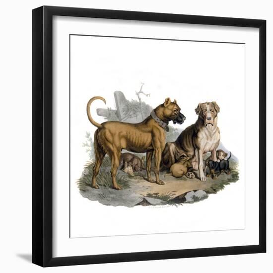 Mastiffs and Puppies-null-Framed Premium Giclee Print