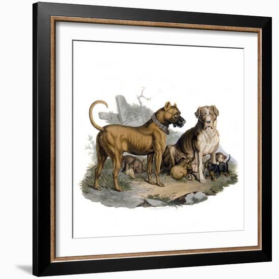 Mastiffs and Puppies-null-Framed Art Print