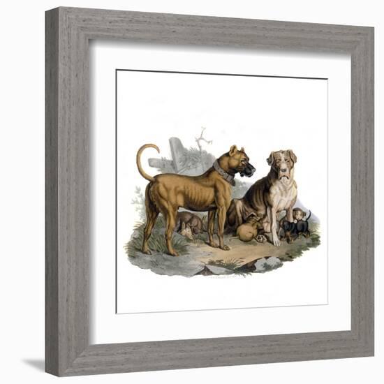 Mastiffs and Puppies-null-Framed Art Print