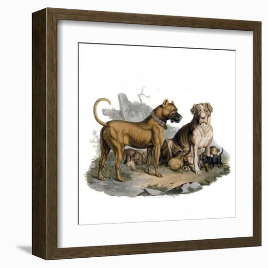 Mastiffs and Puppies-null-Framed Art Print