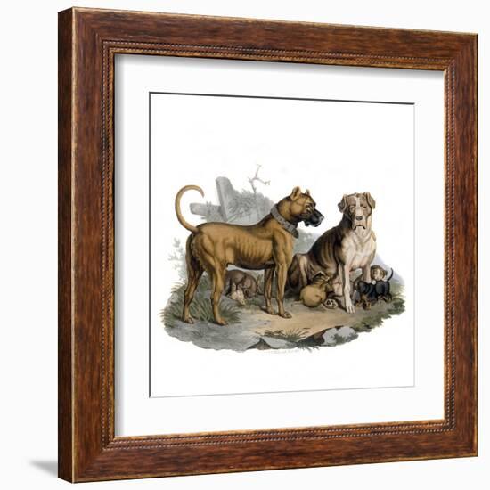 Mastiffs and Puppies-null-Framed Art Print