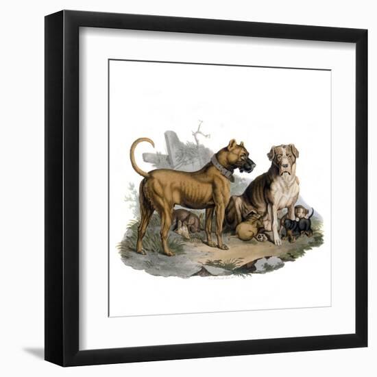 Mastiffs and Puppies-null-Framed Art Print