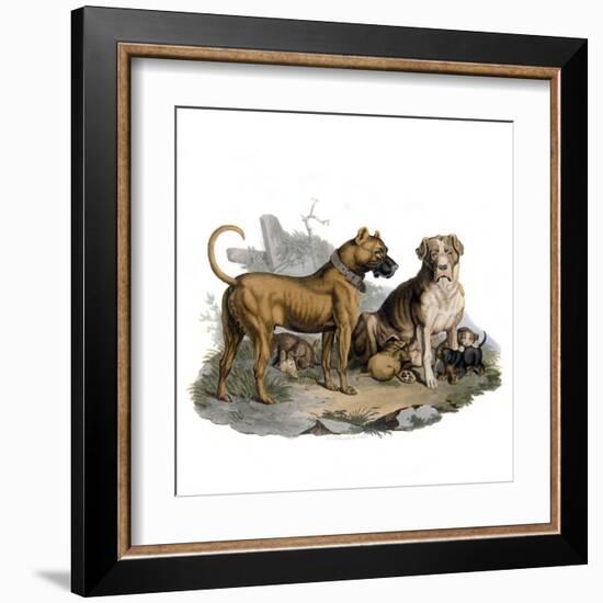 Mastiffs and Puppies-null-Framed Art Print