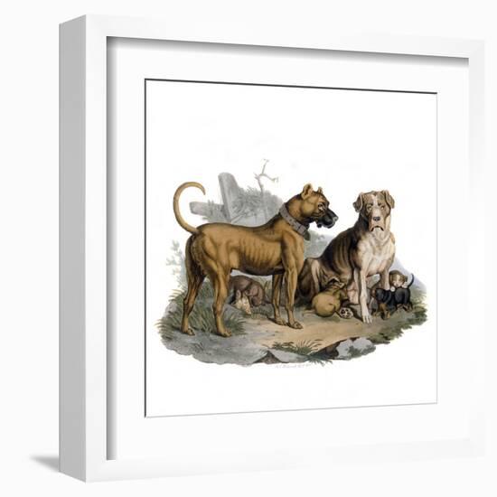 Mastiffs and Puppies-null-Framed Art Print