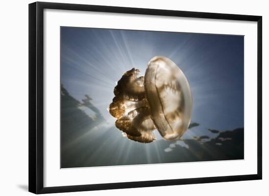 Mastigias Jellyfish in Backlight (Mastigias Papua Etpisonii), Jellyfish Lake, Micronesia, Palau-Reinhard Dirscherl-Framed Photographic Print