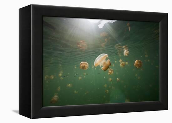 Mastigias Jellyfish (Mastigias Papua Etpisonii) Endemic to Jellyfish Lake, Micronesia, Palau-Reinhard Dirscherl-Framed Premier Image Canvas