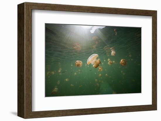 Mastigias Jellyfish (Mastigias Papua Etpisonii) Endemic to Jellyfish Lake, Micronesia, Palau-Reinhard Dirscherl-Framed Photographic Print