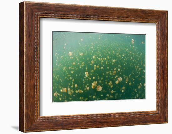 Mastigias Jellyfish (Mastigias Papua Etpisonii) in Jellyfish Lake, Micronesia, Palau-Reinhard Dirscherl-Framed Photographic Print