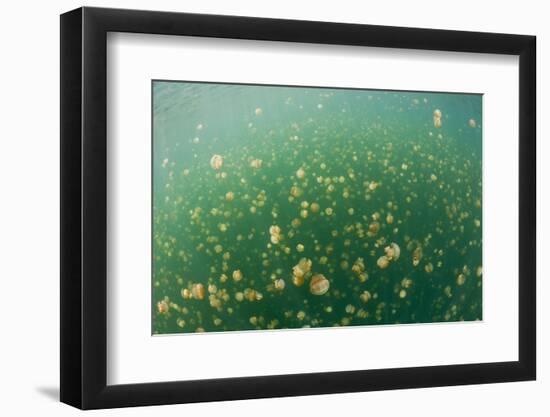 Mastigias Jellyfish (Mastigias Papua Etpisonii) in Jellyfish Lake, Micronesia, Palau-Reinhard Dirscherl-Framed Photographic Print