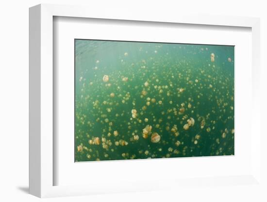 Mastigias Jellyfish (Mastigias Papua Etpisonii) in Jellyfish Lake, Micronesia, Palau-Reinhard Dirscherl-Framed Photographic Print